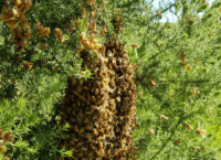 gallery-hislops-bees