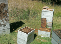 gallery-hislops-honey