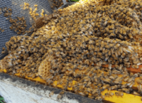 gallery-hislops-production-honey-bees